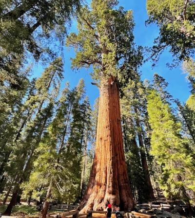 How Old Is Old For A Living Organism?